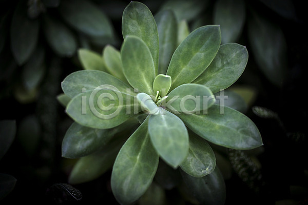 사람없음 JPG 비네팅 포토 식물 식물원 실내 온실 잎 초록색 하워디아하시와타