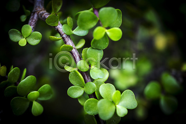 사람없음 JPG 비네팅 아웃포커스 포토 공손수 나뭇가지 식물 식물원 실내 온실 잎 초록색