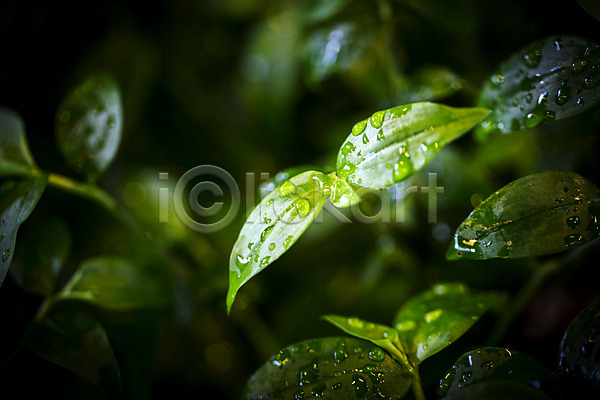 사람없음 JPG 비네팅 포토 물방울 새싹 식물 식물원 실내 온실 이슬 잎 초록색