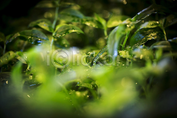 사람없음 JPG 비네팅 아웃포커스 포토 물방울 새싹 식물 식물원 실내 온실 이슬 잎 초록색