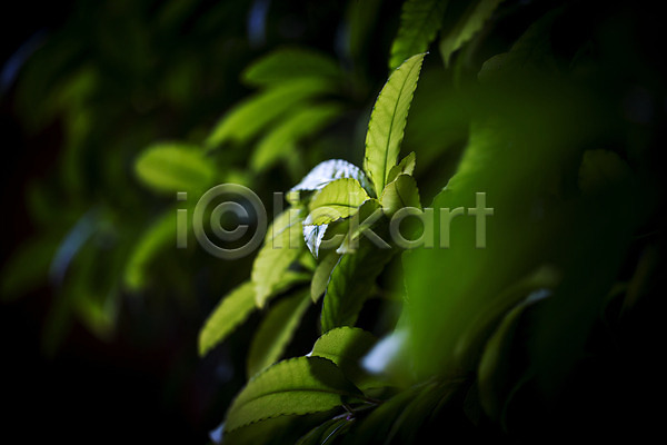 사람없음 JPG 비네팅 아웃포커스 포토 나뭇잎 새싹 식물 식물원 실내 온실 잎 초록색