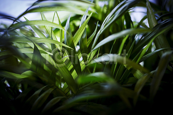 사람없음 JPG 비네팅 아웃포커스 포토 식물 식물원 실내 온실 잎 초록색 풀잎