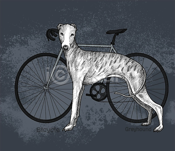귀여움 즐거움 활발 사람없음 PSD 일러스트 강아지 그레이하운드 반려동물 스케치 자전거 취미
