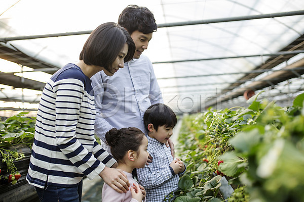 30대 남자 성인 어린이 여러명 여자 한국인 JPG 포토 가족 농장체험 딸 딸기 딸기농장 비닐하우스 실내 아들 아빠 엄마