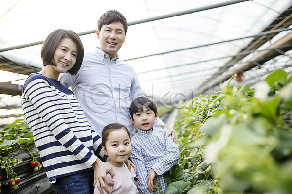 30대 남자 성인 어린이 여러명 여자 한국인 JPG 포토 가족 농장체험 딸 딸기 딸기농장 비닐하우스 실내 아들 아빠 엄마