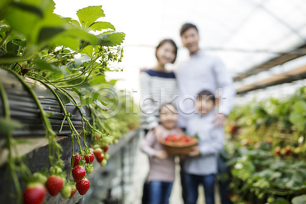 남자 성인 어린이 여러명 여자 한국인 JPG 아웃포커스 포토 가족 농장체험 딸기 딸기농장 바구니 비닐하우스 실내