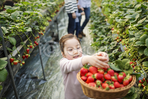 어린이 여자 한국인 한명 JPG 포토 농장체험 딸기 딸기농장 딸기따기 바구니 비닐하우스 실내