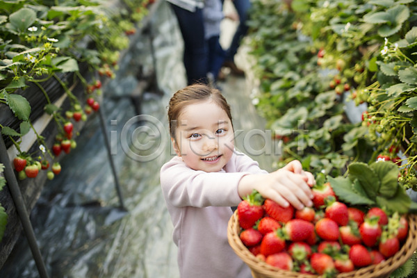 어린이 여자 한국인 한명 JPG 포토 농장체험 딸기 딸기농장 딸기따기 바구니 비닐하우스 실내