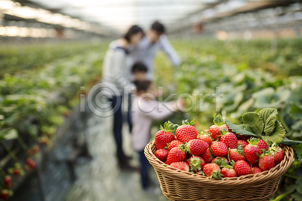 남자 성인 어린이 여러명 여자 한국인 JPG 아웃포커스 포토 가족 농장체험 딸기 딸기농장 바구니 비닐하우스 실내