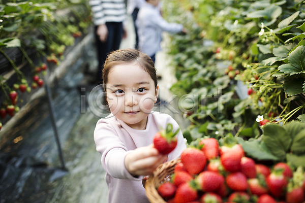 어린이 여자 한국인 한명 JPG 아웃포커스 포토 농장체험 딸기 딸기농장 딸기따기 바구니 비닐하우스 실내