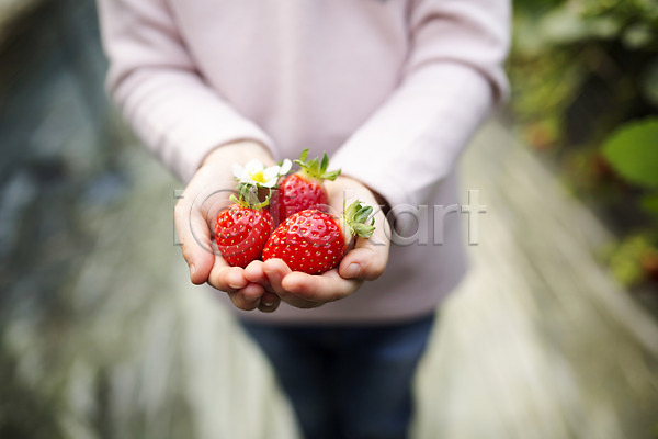 소녀한명만 어린이 여자 한명 JPG 아웃포커스 포토 농장체험 들기 딸기 딸기농장 비닐하우스 실내