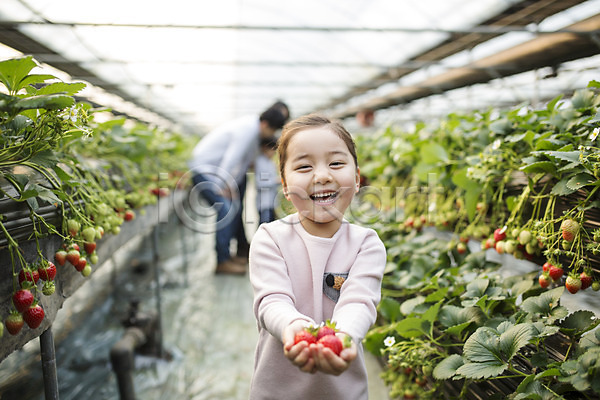 어린이 여자 한국인 한명 JPG 포토 농장체험 딸기 딸기농장 비닐하우스 실내 웃음