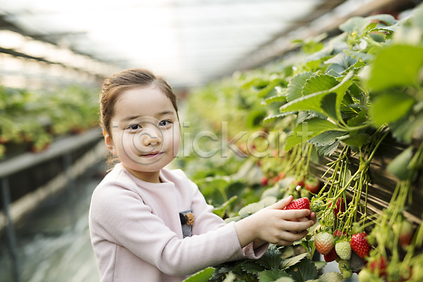 소녀한명만 어린이 여자 한국인 한명 JPG 포토 농장체험 딸기 딸기농장 비닐하우스 실내
