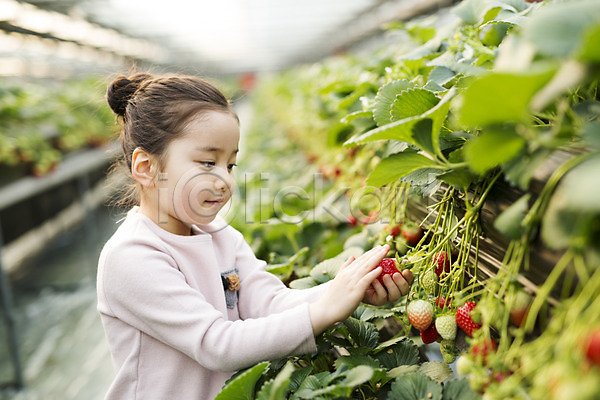 소녀한명만 어린이 여자 한국인 한명 JPG 포토 농장체험 딸기 딸기농장 비닐하우스 실내