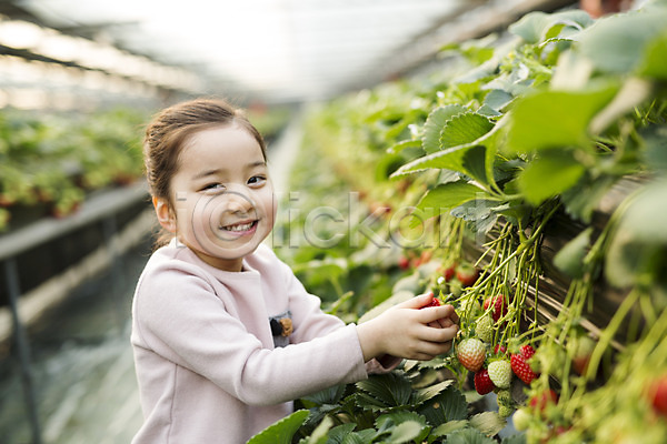 소녀한명만 어린이 여자 한국인 한명 JPG 포토 농장체험 딸기 딸기농장 비닐하우스 실내 웃음