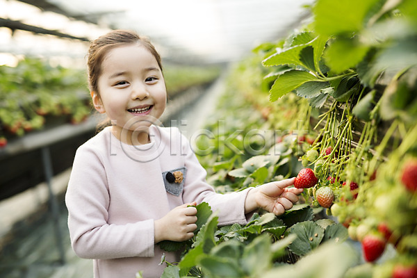 소녀한명만 어린이 여자 한국인 한명 JPG 포토 농장체험 딸기 딸기농장 비닐하우스 실내 웃음