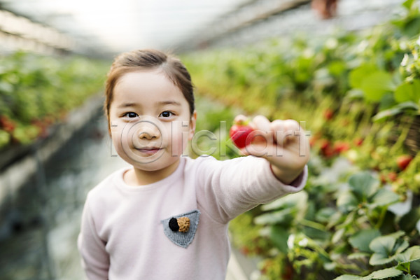 소녀한명만 어린이 여자 한국인 한명 JPG 아웃포커스 포토 농장체험 딸기 딸기농장 비닐하우스 실내