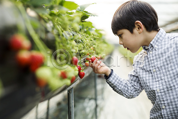 남자 소년한명만 어린이 한국인 한명 JPG 포토 농장체험 딸기 딸기농장 비닐하우스 실내