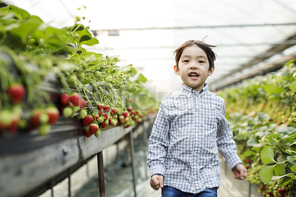 남자 소년한명만 어린이 한국인 한명 JPG 포토 농장체험 달리기 딸기 딸기농장 비닐하우스 실내