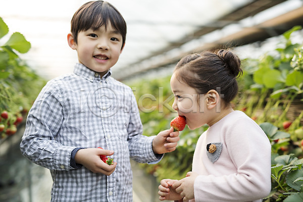 남자 두명 어린이 여자 한국인 JPG 포토 농장체험 딸기 딸기농장 먹기 비닐하우스 실내