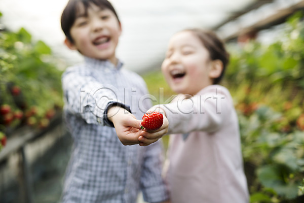 남자 두명 어린이 여자 한국인 JPG 아웃포커스 포토 농장체험 딸기 딸기농장 비닐하우스 실내
