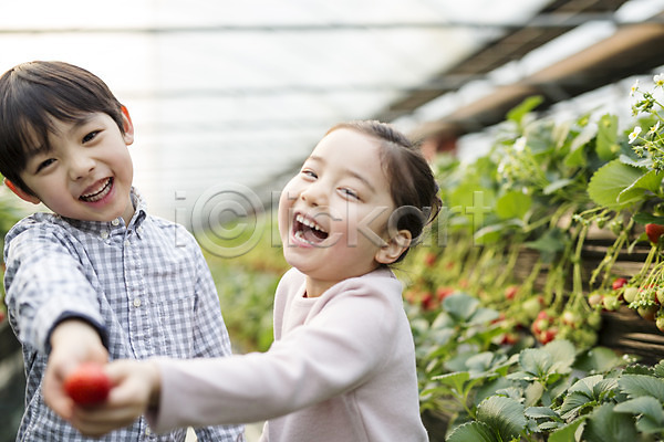 남자 두명 어린이 여자 한국인 JPG 포토 농장체험 딸기 딸기농장 비닐하우스 실내 웃음