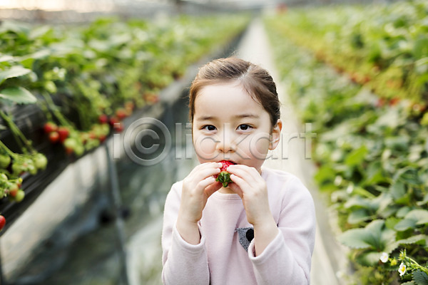 소녀한명만 어린이 여자 한국인 한명 JPG 포토 농장체험 딸기 딸기농장 먹기 비닐하우스 실내