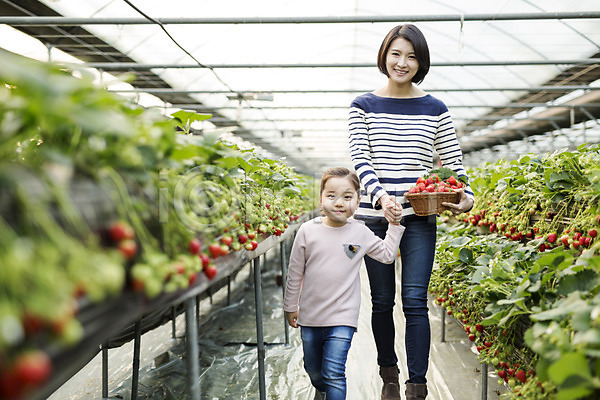 30대 두명 성인 어린이 여자 한국인 JPG 포토 농장체험 딸 딸기 딸기농장 모녀 바구니 비닐하우스 손잡기 실내 엄마
