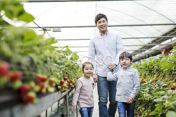 30대 남자 성인 세명 어린이 여자 한국인 JPG 포토 가족 농장체험 딸 딸기 딸기농장 비닐하우스 손잡기 실내 아들 아빠