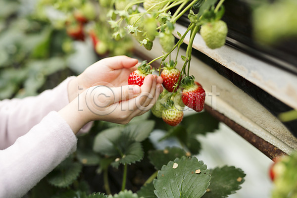 소녀한명만 어린이 여자 한명 JPG 근접촬영 포토 농장체험 딸기 딸기농장 비닐하우스 실내