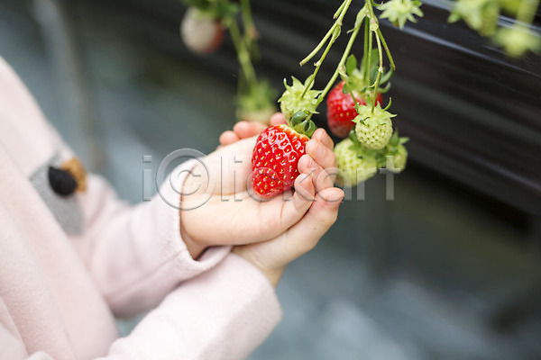 소녀한명만 어린이 여자 한명 JPG 근접촬영 포토 농장체험 딸기 딸기농장 비닐하우스 실내