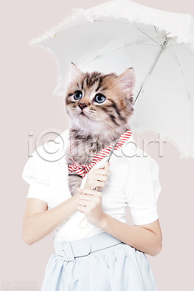 사람없음 PSD 디지털합성 편집이미지 고양이 반려 반려동물 스카프 양산 의인화 초상화 합성