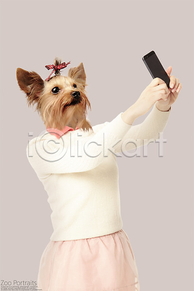 사람없음 PSD 디지털합성 편집이미지 강아지 머리끈 반려 반려동물 셀프카메라 스마트폰 요크셔테리어 의인화 초상화 합성