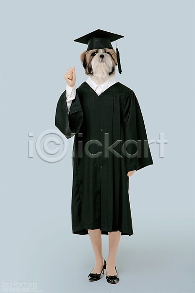 사람없음 PSD 디지털합성 편집이미지 강아지 반려 반려동물 시츄 의인화 전신 졸업 졸업가운 초상화 파이팅 학사모 합성