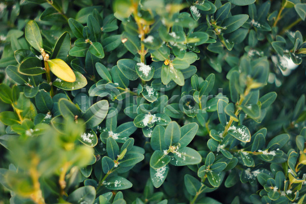 성장 신선 사람없음 JPG 포토 해외이미지 꽃 내추럴 노란색 묘사 물 백그라운드 봄 식물 야외 여름(계절) 잎 자연 정원 질감 초록색 해외202004 환경 흰색
