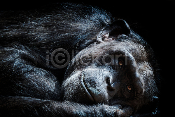 슬픔 휴식 사람없음 성인 JPG 포토 해외이미지 감정 검은색 동물 머리 멸종 모피 백그라운드 사파리 아프리카 야생동물 얼굴 우간다 원숭이 유인원 응시 자연 침팬지 포유류 포즈 표현 해외202004