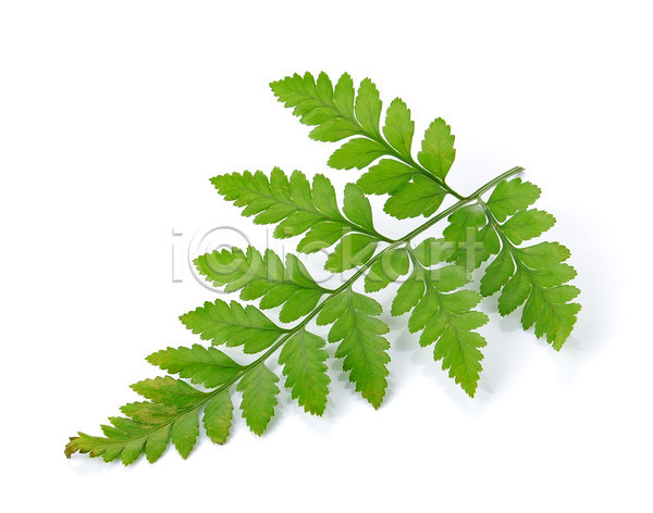 사람없음 JPG 포토 해외이미지 고립 나뭇가지 내추럴 디자인 묘사 백그라운드 봄 숲 식물 양치류 유기농 잎 자연 장식 줄기 초록색 패턴 해외202004 흰색