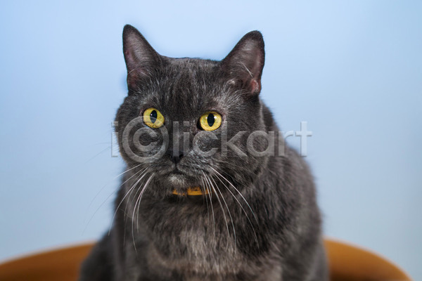 사람없음 JPG 포토 해외이미지 고양이 노란색 눈(신체부위) 동물 복종 큼 해외202004 회색