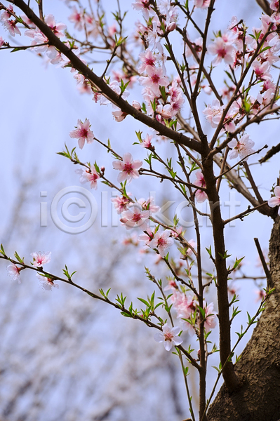 사람없음 JPG 포토 해외이미지 꽃 꽃무늬 꽃잎 나뭇가지 벚꽃 봄 분홍색 식물 잎 자연 하늘 해외202004
