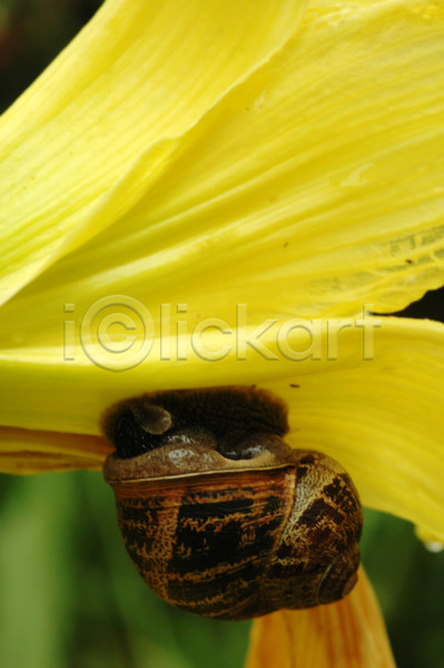 사람없음 JPG 포토 해외이미지 갈색 껍질 꽃 끈적임 노란색 느림 달팽이(동물) 덮기 동물 벌레 야외 어려운 정원 초록색 초식동물 촉수 해외202004