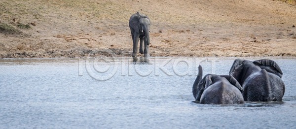 보호 사람없음 JPG 포토 해외이미지 남아프리카 동물 멸종 사파리 아프리카 야생동물 자연 코끼리 포유류 해외202004 해외포토