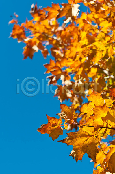 사람없음 JPG 포토 해외이미지 가을(계절) 나무 나뭇가지 노란색 사진촬영 세로 야외 오렌지 잎 자연 캐나다 컬러풀 파란색 하늘 해외202004 햇빛
