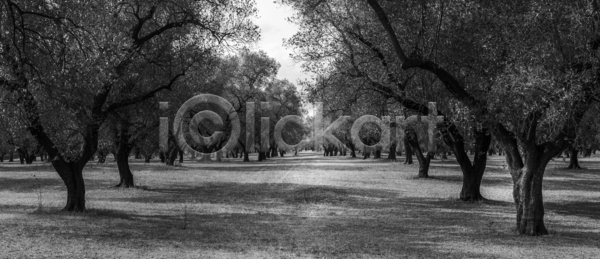 사람없음 JPG 포토 해외이미지 건강 계절 나무 나뭇가지 내추럴 노란색 농업 농장 다이어트 맑음 목재 밭 백그라운드 봄 수확 숲 시골 식물 여름 여행 옛날 올리브 유럽 음식 이탈리아 일몰 자연 정원 지중해 초록색 태양 풍경 하늘 해외202004 해외포토