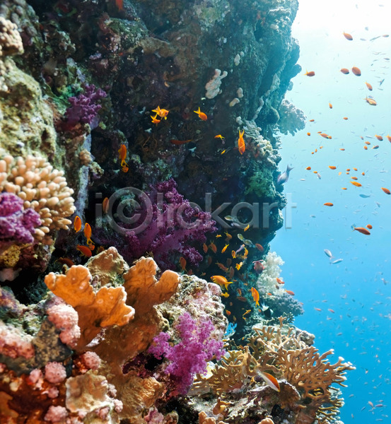 사람없음 JPG 포토 해외이미지 동물 동물상 물 바다 산호 소금물 수중 식물 식민지 암초 야생동물 어류 이국적 이집트 자연 컬러풀 파노라마 해외202004