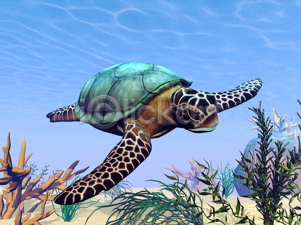 사람없음 3D JPG 일러스트 포토 해외이미지 거북이 깊이 껍질 내추럴 동물 디지털 만들기 모래 물 바다 바닷속 백그라운드 빛 산호 수영 수중 암초 야생동물 어류 자연 장면 초록색 컬러풀 파란색 파충류 해외202004 해조류 환경