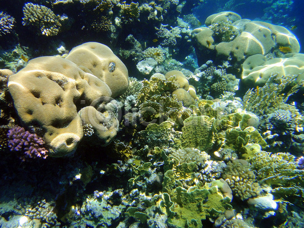 사람없음 JPG 포토 해외이미지 다이빙 무료 물 바다 빨간색 산호 수중 야생동물 어류 이집트 자연 정원 파란색 해외202004