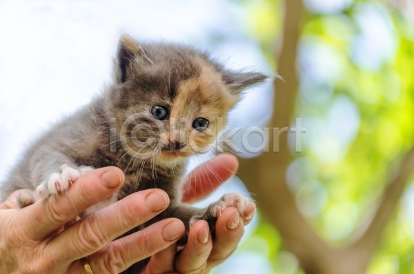 보호 우정 사람 사람없음 JPG 포토 해외이미지 걸음마 고양이 나무 돌봄 동물 반려동물 백그라운드 생강 손 손가락 손바닥 솜털 수염 앉기 여름(계절) 응시 자연 작음 잡기 주인 초록색 총구 털 하늘 해외202004 화창 흰색