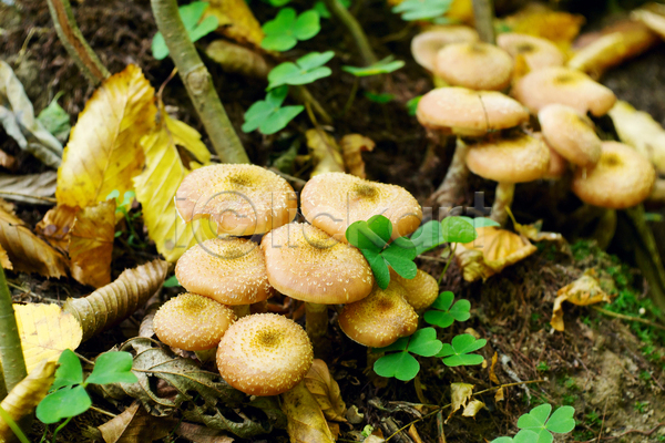 사람없음 JPG 포토 해외이미지 가을(계절) 다발 버섯 숲 식민지 야외 유기농 음식 잎 자연 채식주의자 통나무 해외202004