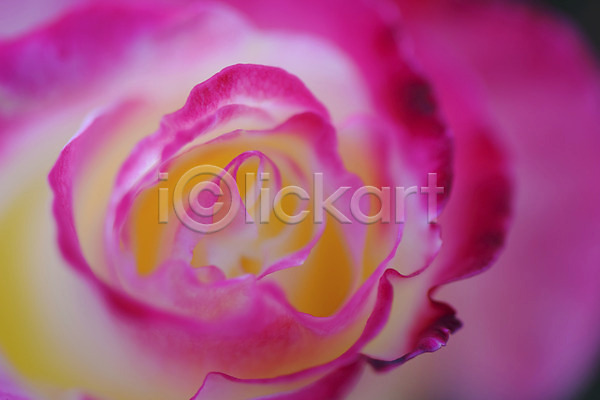 사람없음 JPG 근접촬영 아웃포커스 포토 꽃 백그라운드 분홍색 식물 자연 한송이