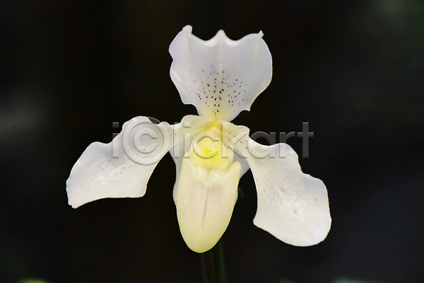 사람없음 JPG 근접촬영 포토 꽃 난초꽃 식물 자연 한송이 흰색